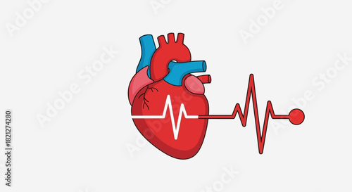 Anatomical human heart with cardiogram pulse line, isolated on