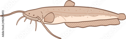 Illustration of a Catfish