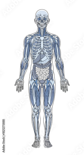 Anatomical the human body showing skeleton, muscles, and internal organs in blue tones