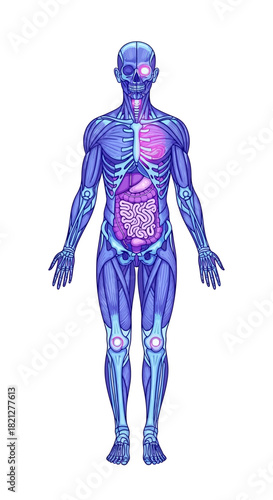 Anatomical the human body, showcasing internal organs, skeleton, and musculature in vibrant blue and purple hues, isolated on
