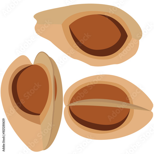 Dried drumstick seeds vector drawing.