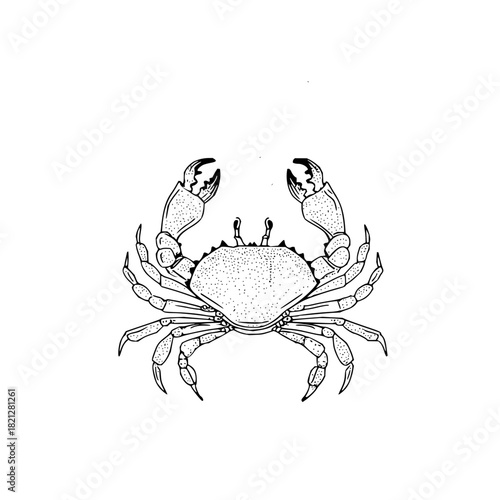 Detailed line drawing of a crab with prominent claws and segmented legs against a white background