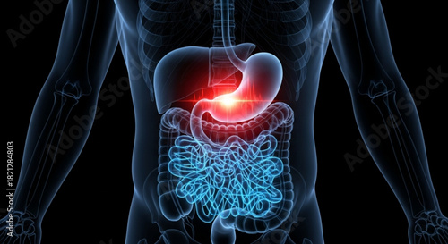Anatomical illustration showing the human digestive system with stomach highlighted in red color