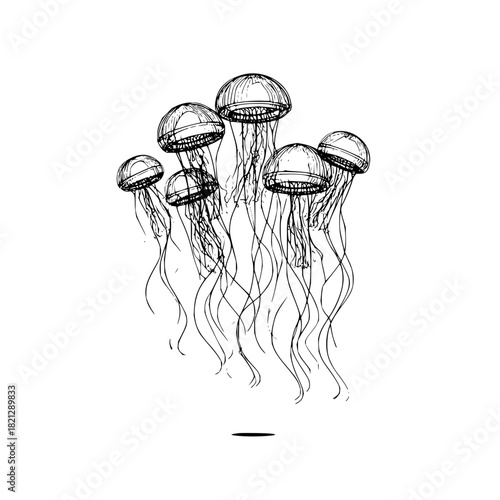 A sketch of a group of jellyfish with long tentacles floating in the water in black and white style