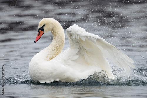 Foto white swan on the water