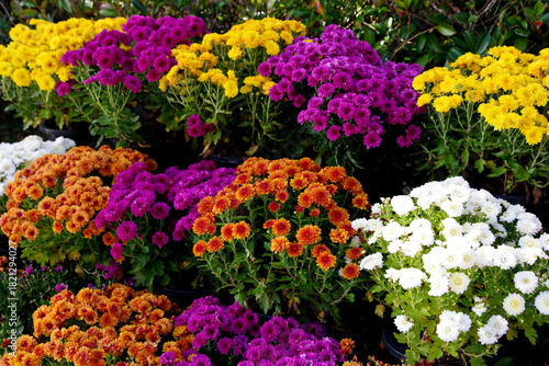 カラフルな菊の花