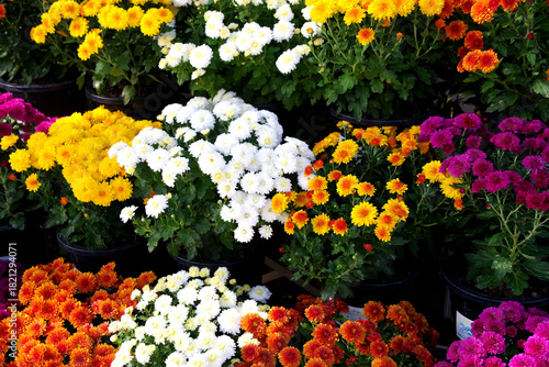 カラフルな菊の花