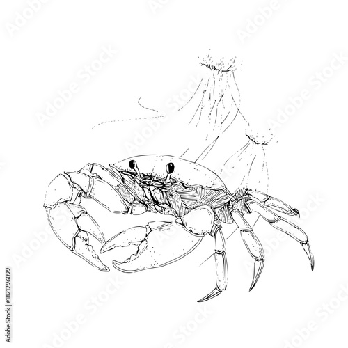 Detailed line drawing of a crab with large claws and visible legs near a jellyfish like form