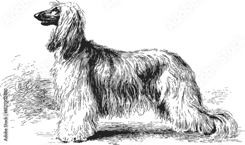 Afghan Hound sketch, hand drawn vector, standing side view with long flowing coat. Vector illustration