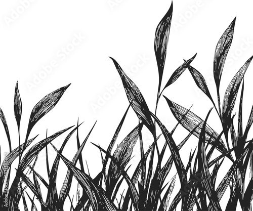 Grass sketch hand drawn black and white wild blades and leaves. Vector illustration