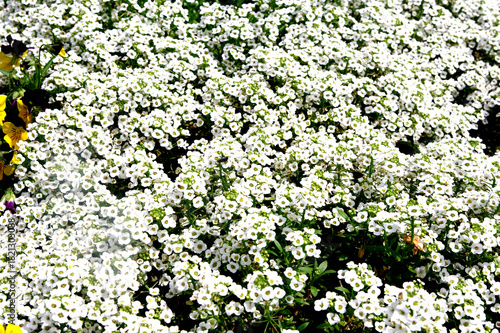 春の花壇に咲く白い花