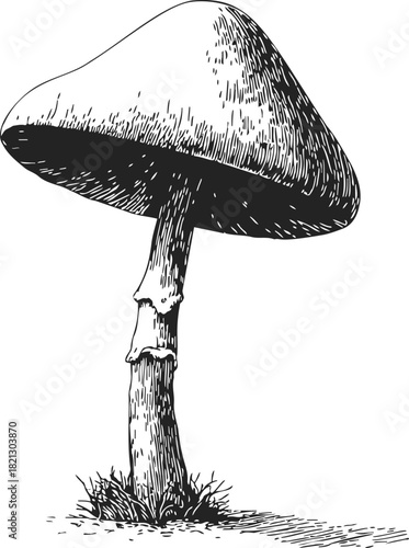 Mushroom sketch hand drawn style with detailed cap and stem on grass. Vector illustration