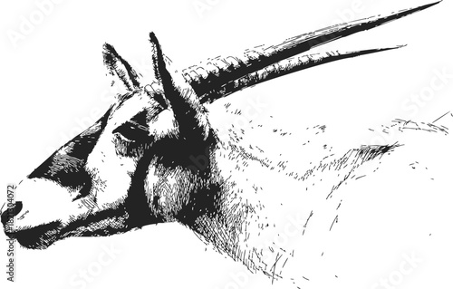 Arabian oryx sketch, hand drawn vector, detailed animal portrait with long horns. Vector illustration
