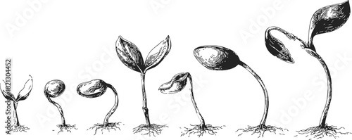 Plant growth stages sketch, hand drawn seedlings sprouting from soil in sequence. Vector illustration