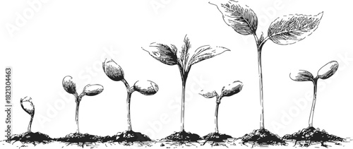 Plant growth stages, hand drawn sketch showing seedling progression from germination to mature development. Vector illustration