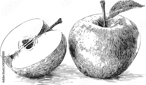 Apple hand drawn sketch, whole fruit and half apple with stem and leaf. Vector illustration
