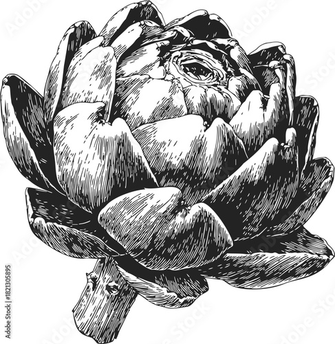 Artichoke sketch hand drawn botanical vegetable with detailed leaves. Vector illustration