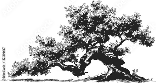 Bonsai tree sketch, hand drawn style with detailed twisted trunk and dense foliage. Vector illustration