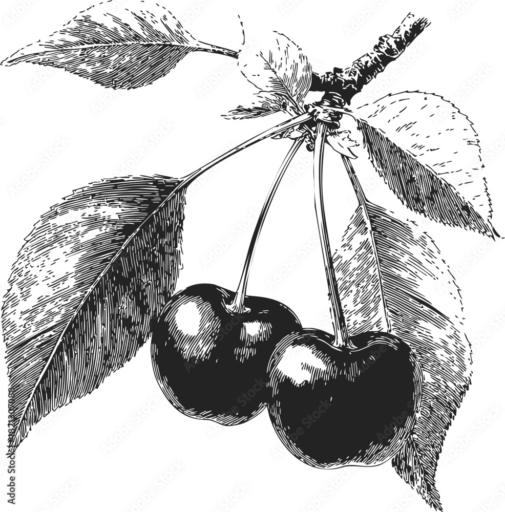 Fototapeta premium Cherry branch hand drawn sketch with two cherries and detailed leaves. Vector illustration