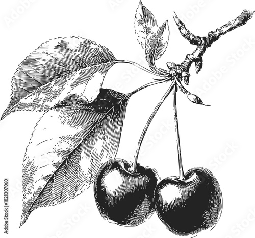 Cherry branch sketch, hand drawn style with two cherries and detailed leaves. Vector illustration
