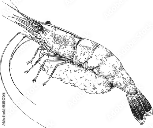 Shrimp sushi hand drawn sketch detailed seafood on rice. Vector illustration