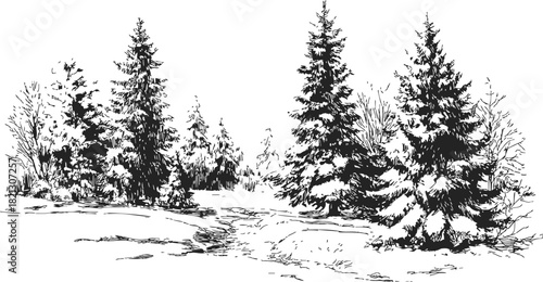 Winter forest sketch, hand drawn pine trees and snowy landscape scene. Vector illustration