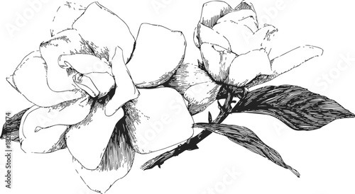 Gardenia flowers sketch hand drawn with leaves and detailed petals. Vector illustration