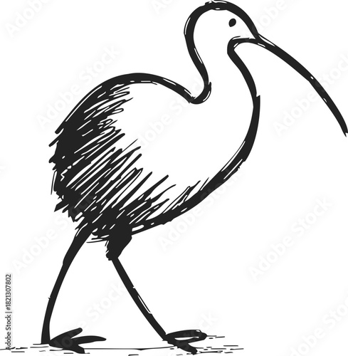 Kiwi bird sketch hand drawn with long beak and walking pose. Vector illustration