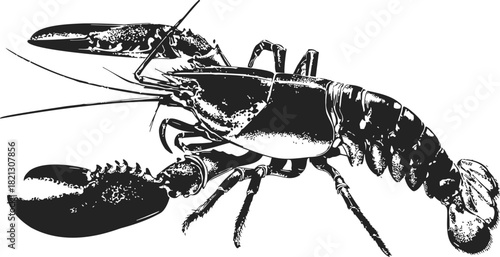 Lobster sketch hand drawn detailed black and white side view. Vector illustration