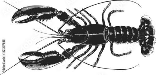 Lobster sketch hand drawn detailed crustacean top view with claws and antennae. Vector illustration