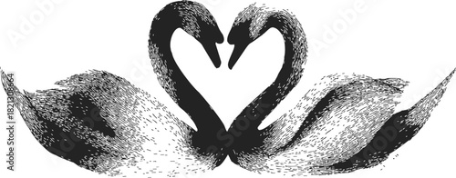 Black swans, hand drawn sketch, forming heart shape with curved necks. Vector illustration