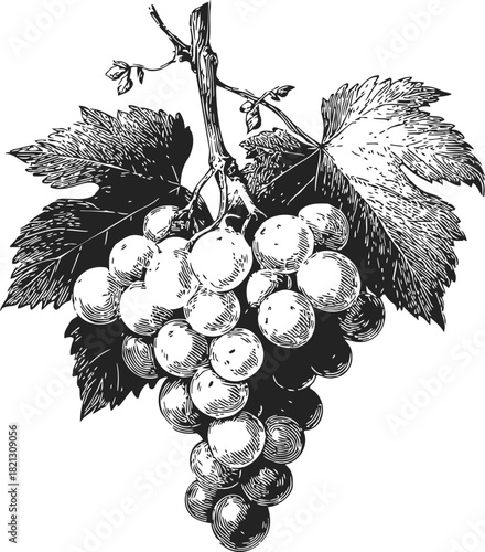 Grape bunch, hand drawn sketch with detailed leaves and vine stem. Vector illustration