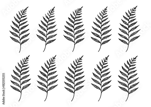 Fern silhouette collection. Shapes created with high quality. Long layered fronds appear with fine leaf structure and natural flowing motion