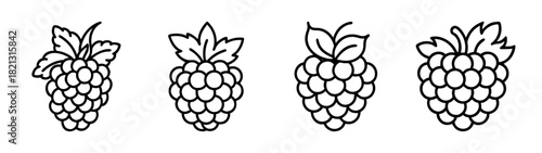 Vector illustration of grape bunches, grape vine, grapes drawing, grapes outline, grapes clipart design