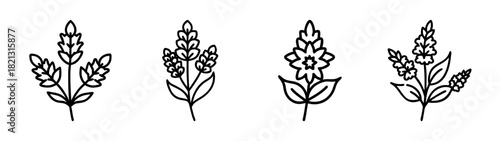 Lavender flower vector drawing set, floral line art illustration for design and decoration use