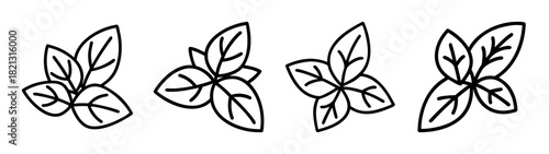 Vector illustration of basil leaves fresh herbs for cooking italian food ingredient aromatic spice plant 