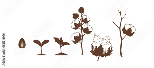 The pictures depicting the different phases of growth for the Cotton tree. Isolated on a white background