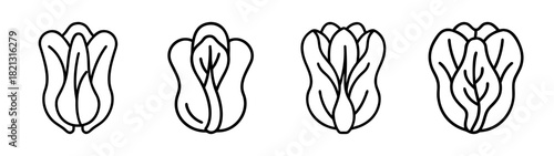 Vector illustration of bok choy chinese cabbage outline drawing healthy food ingredient recipe 