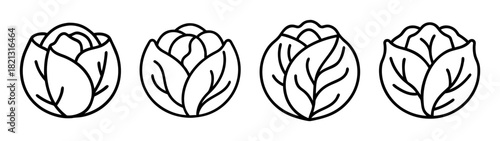 Vector illustration of napa cabbage chinese cabbage outline drawing healthy food ingredient clip art