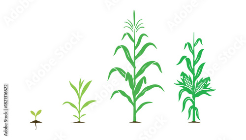 Life cycle of the corn (maize) plant. It experiences growth stages from seed to flowering and fruiting, all highlighted against a white background.