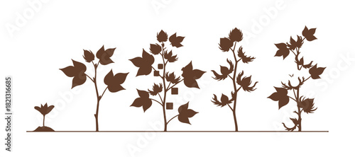 The images showing the various growth stages of the Cotton tree. Set against a white background,