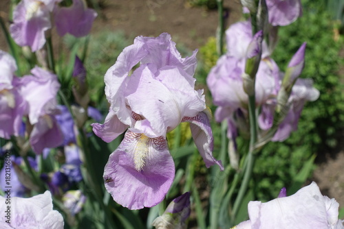 Close view of mauve flower of Iris germanica in mid May