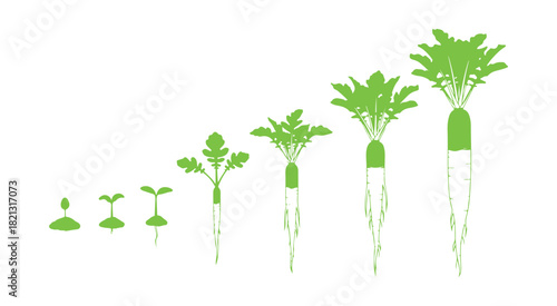 Stages of daikon growth. Planting long white winter radishes. Life cycle of daikon. Vector illustration on a white background. Raphanus sativus variety.