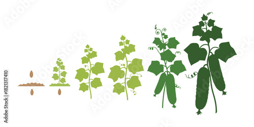 Cucumber plant. Growth phases. Ripening period. The vegetable's life cycle. Flat color vector illustration.

