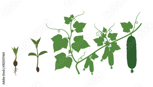 Cucumber plant. Growth stages. Ripening time. The life cycle of the vegetable. Flat color vector artwork.
