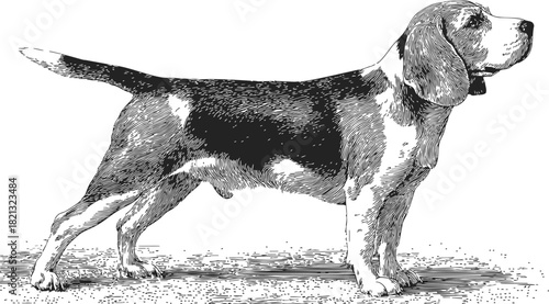 Beagle dog sketch, hand drawn side view with detailed fur texture. Vector illustration