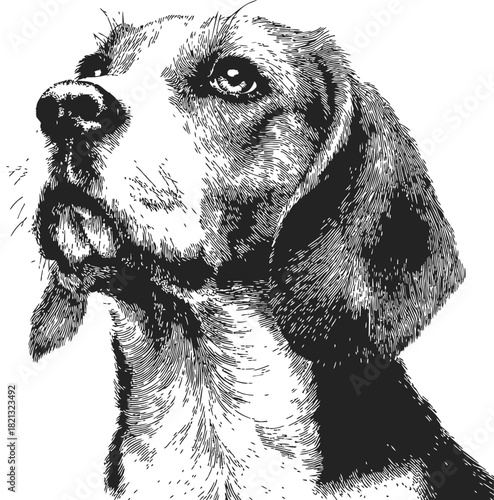 Beagle dog portrait sketch, hand drawn detailed head with expressive eyes. Vector illustration