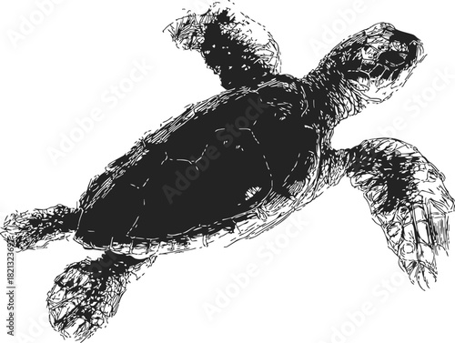 Sea turtle sketch hand drawn style with detailed shell and flippers. Vector illustration
