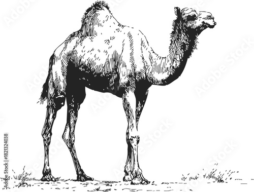 Camel sketch hand drawn side view with detailed fur and standing pose. Vector illustration