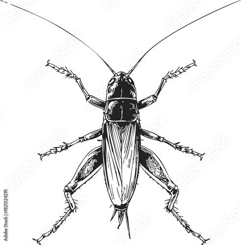 Cricket insect sketch, hand drawn vector, detailed top view with long antennae. Vector illustration